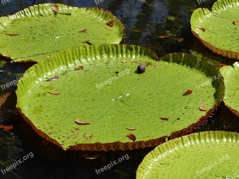 Water Lilly Mauritius Water Green Nature