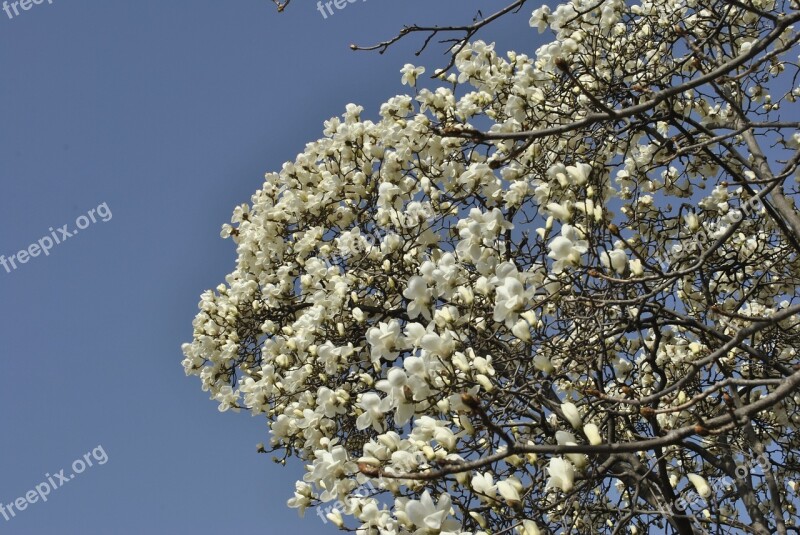 Magnolia Flowers White Sky Nature