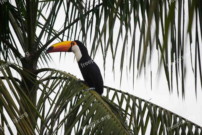 Bird Tropical Exotic Animal Toucan