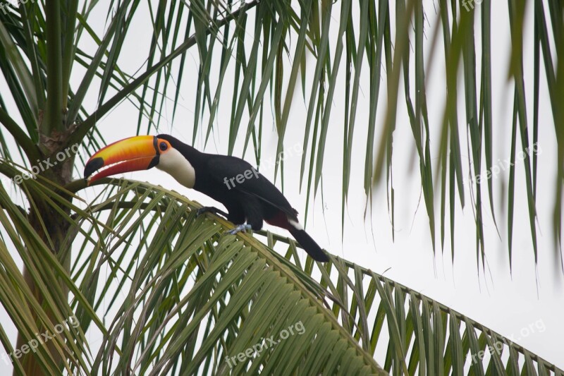 Bird Tropical Brazil Toucan Free Photos