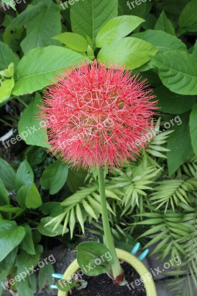 Red Hydrangea Garden Green Leaf Outside