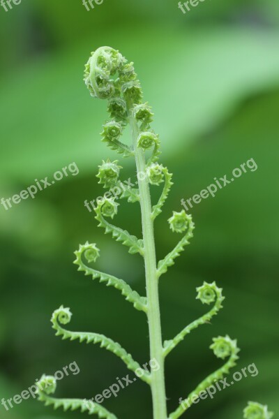 Fern Lines Curve Green Garden