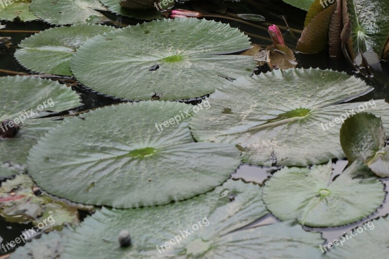 Leaf Lotus Pond Round Water