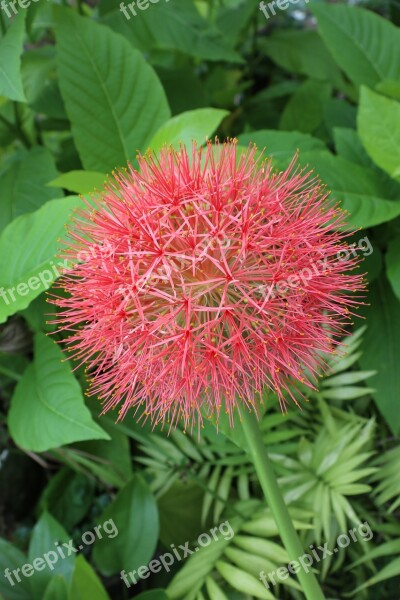 Red Hygrangea Flower Firework Showing Plan