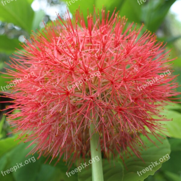 Red Hygrangea Flower Firework Showing Plan