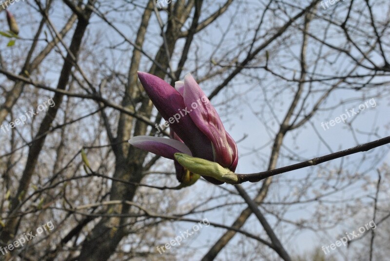 Red Magnolia Magnolia Spring Flowers Nature