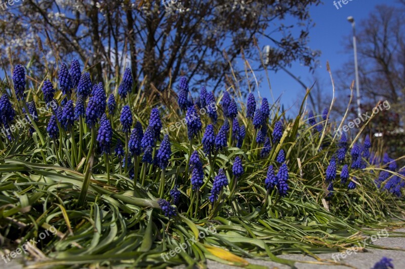 Flower Grape Hyacinth Plant Nature Spring