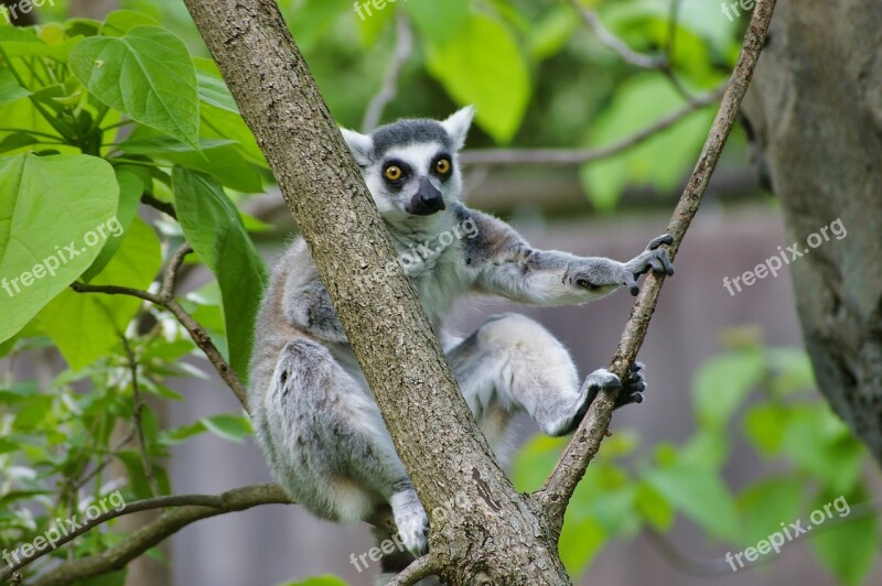 Lemur Ring Tailed Lemur Animals Mammal Primates