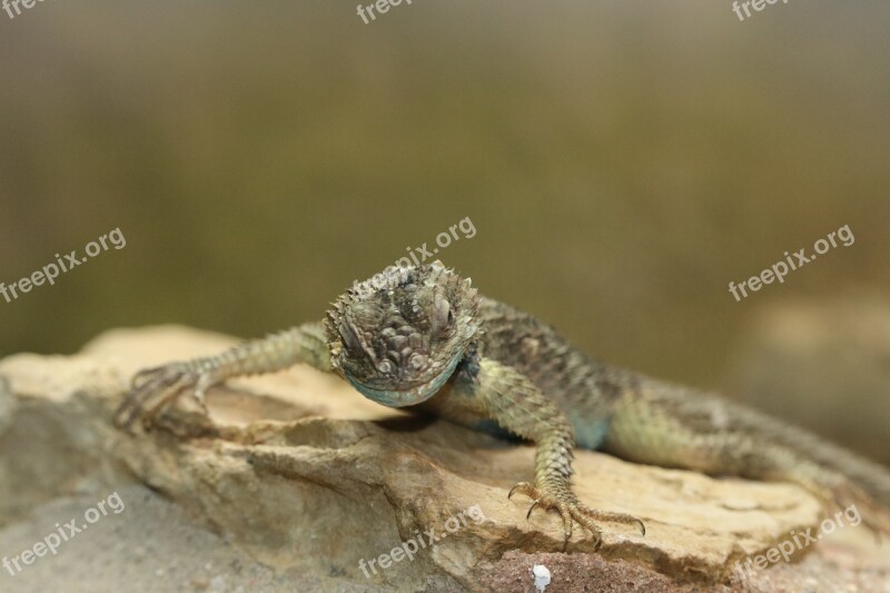 Lizard Animal Reptile Nature Close Up