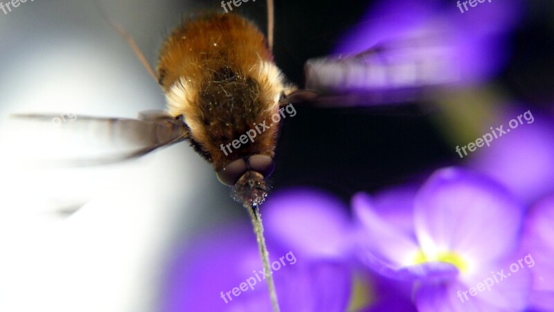 Insect Hummel Nature Garden Macro