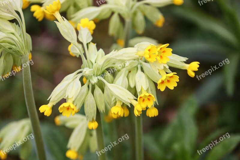 Cowslip Veris Primula Veris Yellow Flower