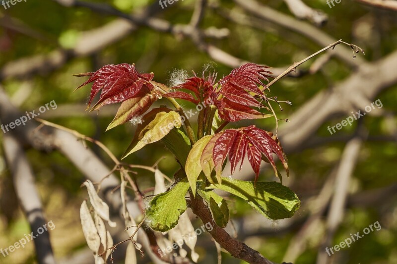 Shrub Leaves Plant Garden Nature