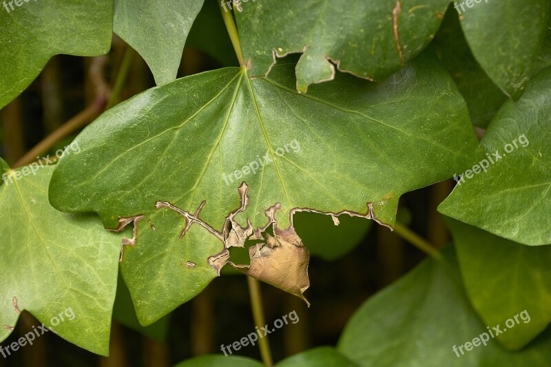 Shrub Leaves Plant Garden Nature