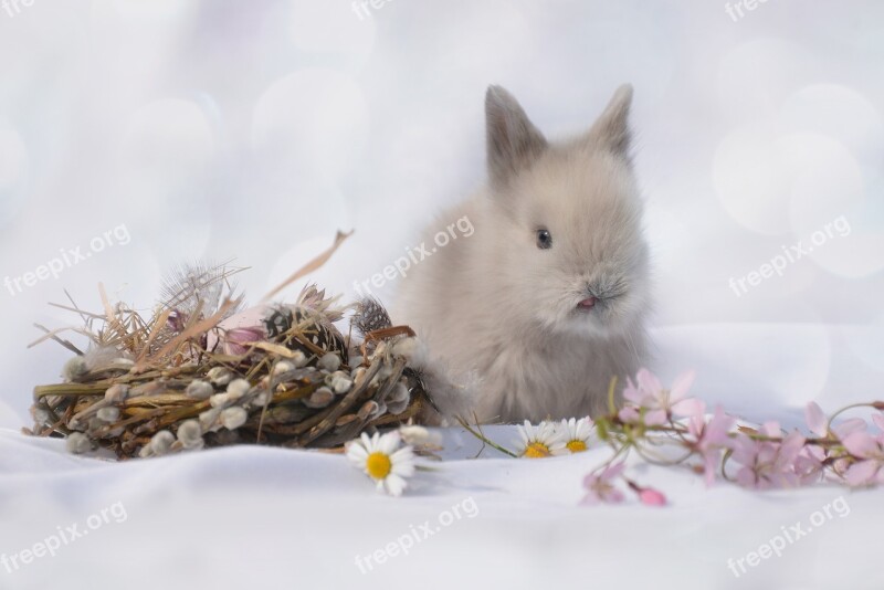 Zerghase Hare Animal Easter Cute