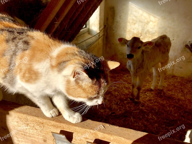 Farm Country Life Love Animals Cat