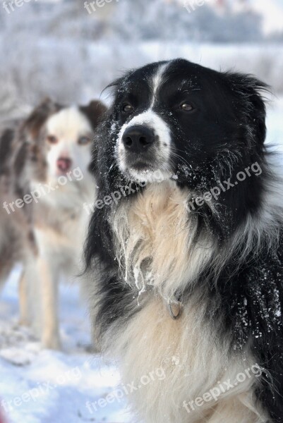 Winter Border Collie Fun Sight Free Photos