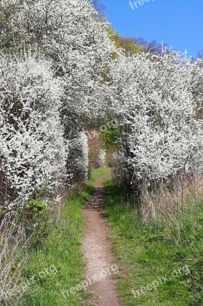 Weissdorn Flowers Hedge Bush Passage