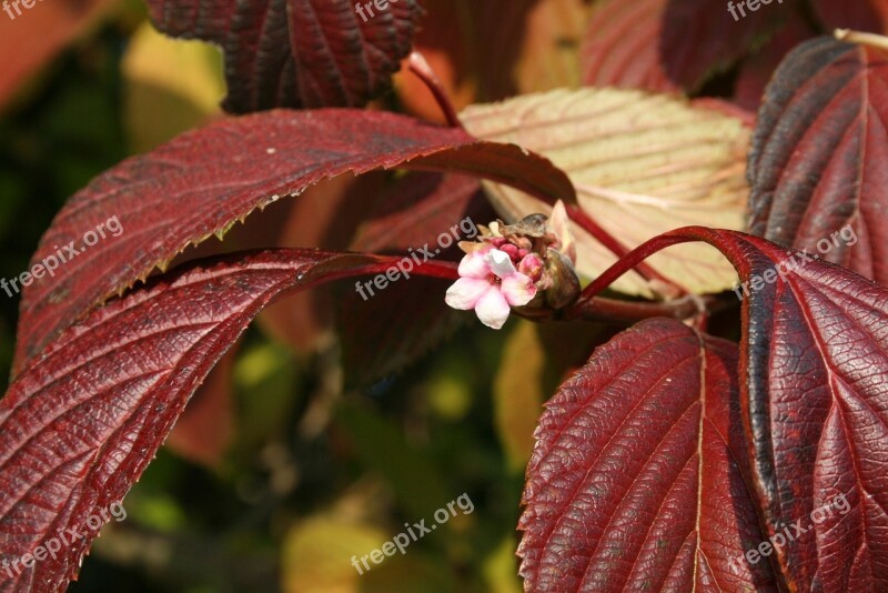 Flower Little Flower Foliage Grain Garden