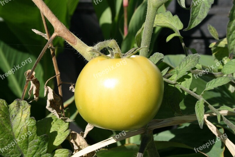 Green Tomatoes Garden Food Tomatoes Fresh