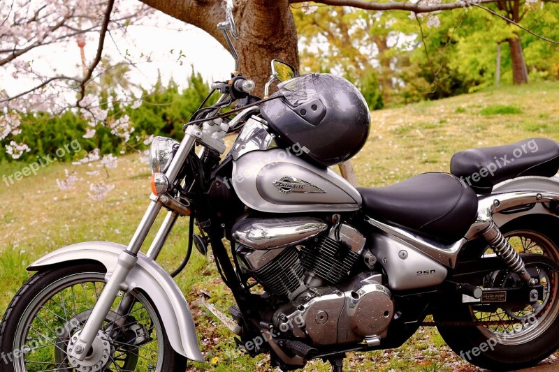 Motorcycle Flower Tree Cherry Blossom Spring