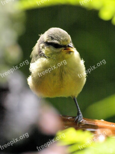 Bird Blue Tit Nature Songbird Plumage