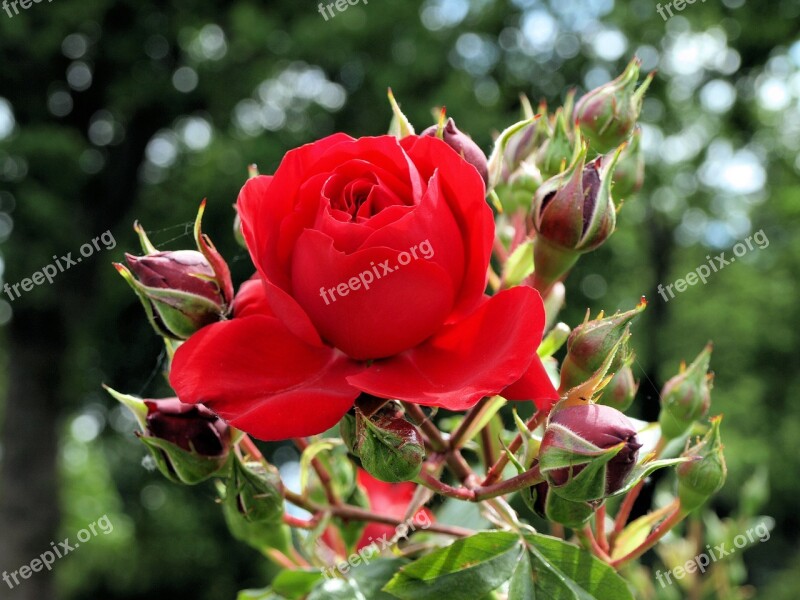 Flower Rose Red Plant Petals