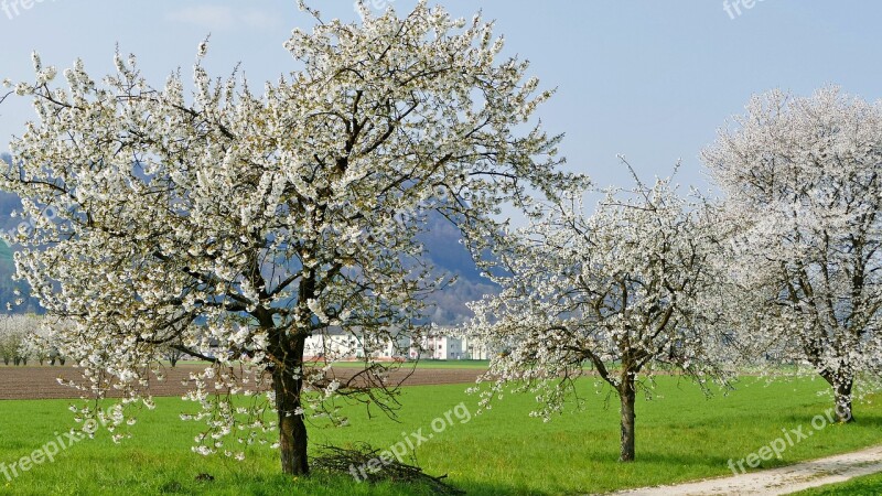 Landscape Nature Trees Away Meadow