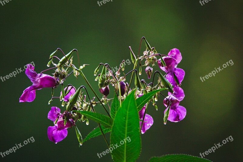 Plant Forest Flowers Invasive Landscape