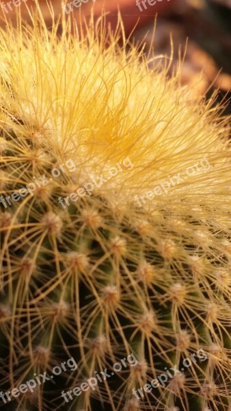 Cactus Plant Desert Cacti Prickly