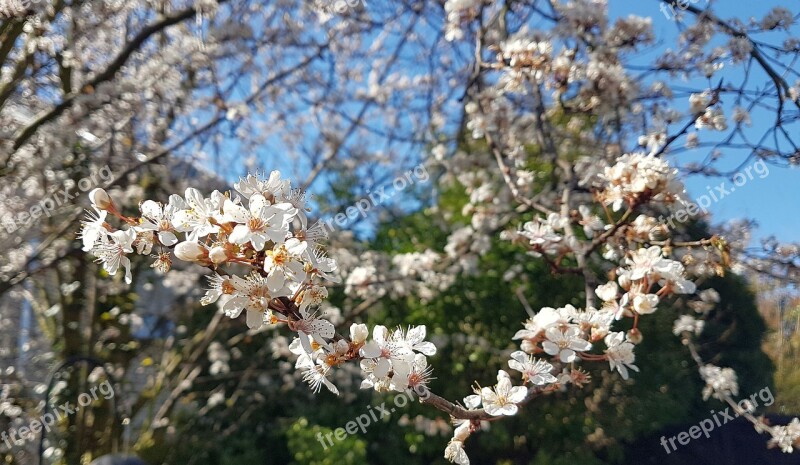 Blood Plum Garden Tree Blossom Bloom