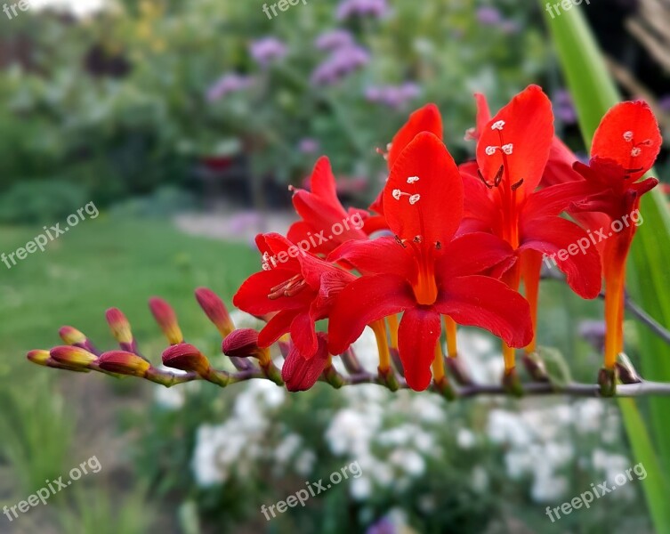 Nature Garden Blossom Bloom Summer