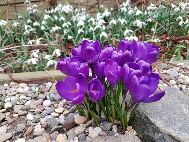 Flowers Crocus Harbinger Of Spring Purple Spring Flower