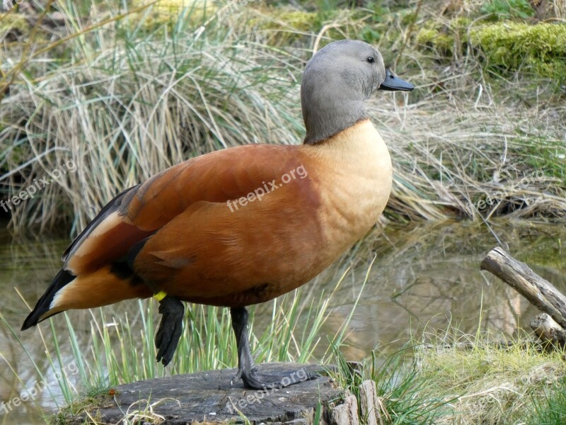 Rust Goose Tadorna Ferruginea Goose Water Bird Bird