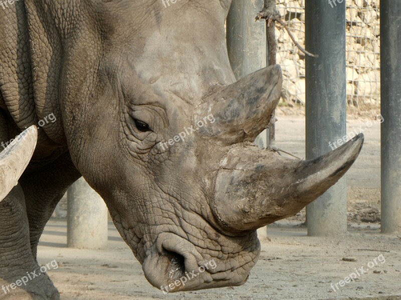 Rhino Zoo Rhinoceros Animal World Wild