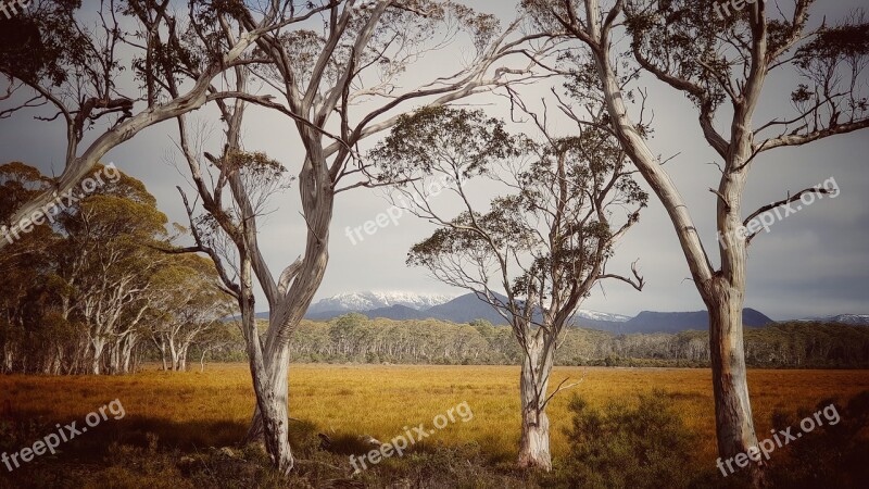 Nature Landscape Australia Tasmania Trees