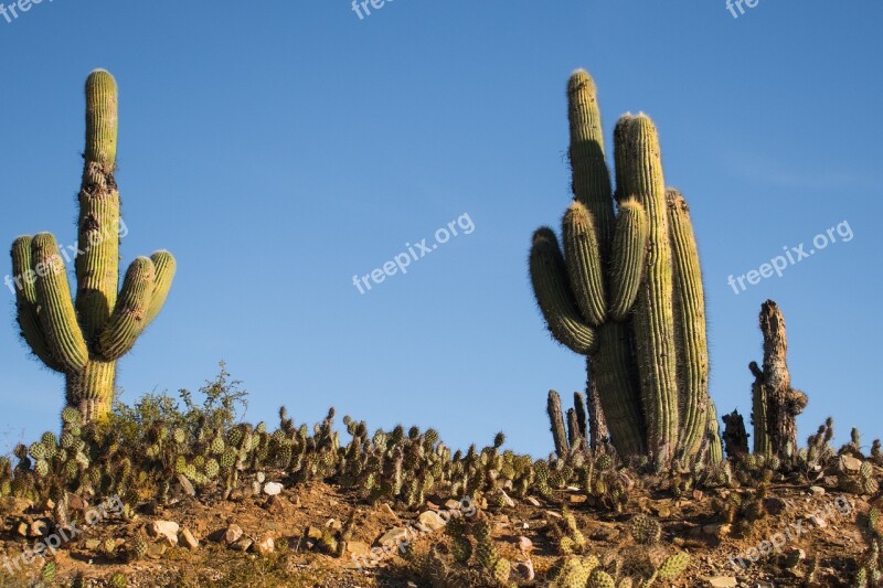 Cactus Sky Stones Desert Scenic