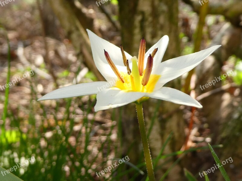 White Flower Frügling Bloomers Nature Delicate Flower Yellow