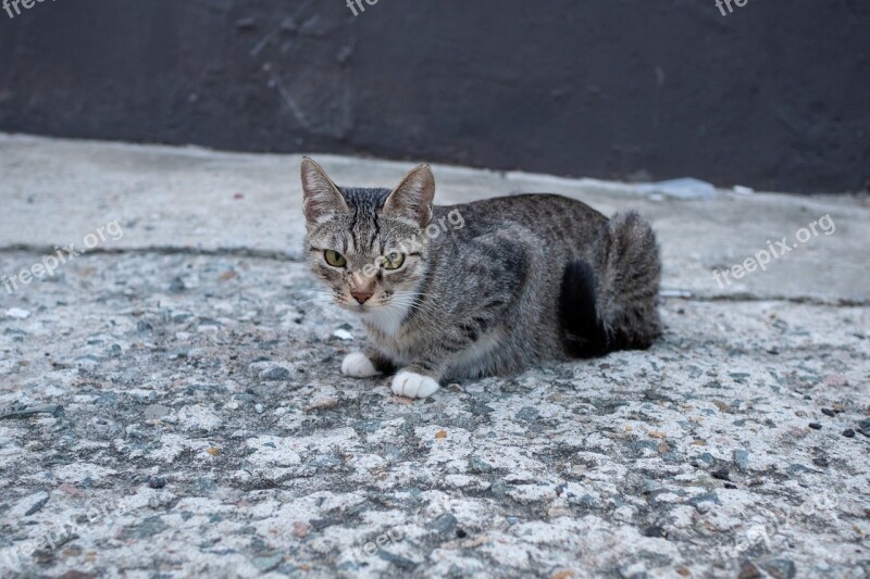 Cat Animal Feral Cat Stray Cat Winner Of The Tabby Cat