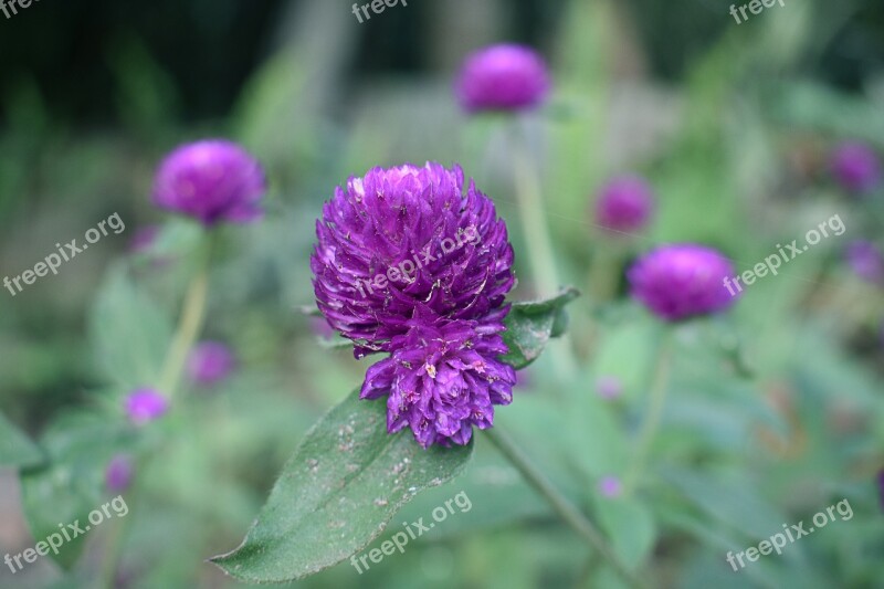 Flower Nature Hippie Plant Colorful