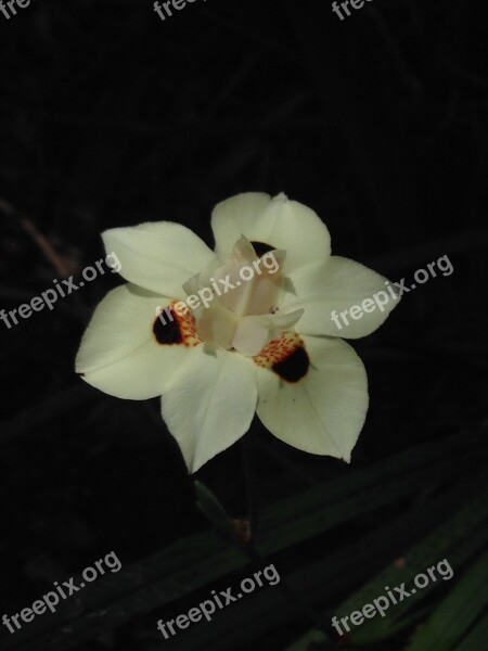 Flower Exotic Plant Flowering Nature