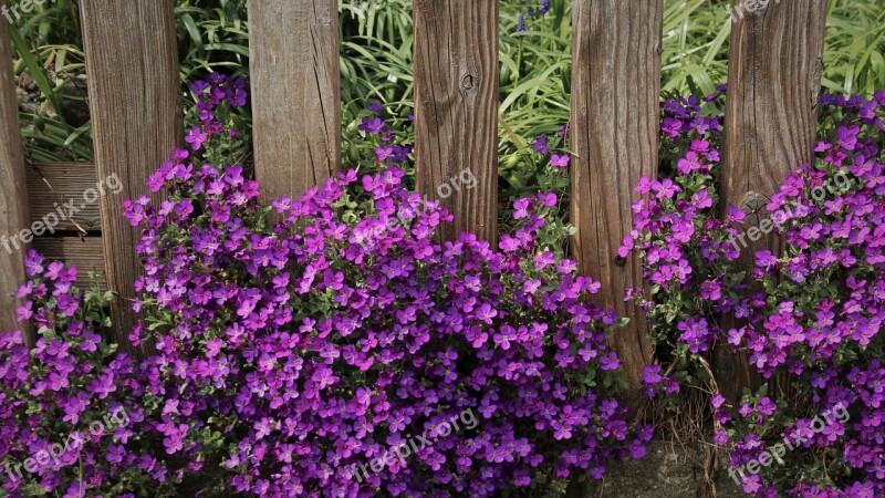 Plants Pillow May Aubrietien Garden Close Up