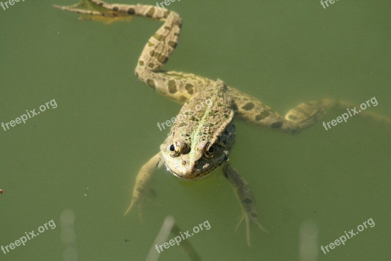 Frog Reptile Nature Funny Cute