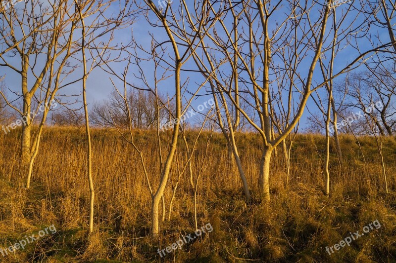 Tree Sunset Yellow Grass Free Photos