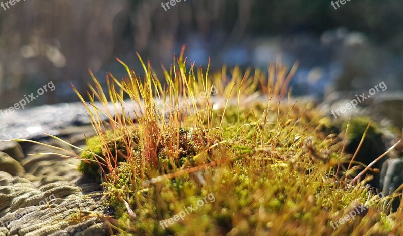 Moss Garden Nature Plant Spring