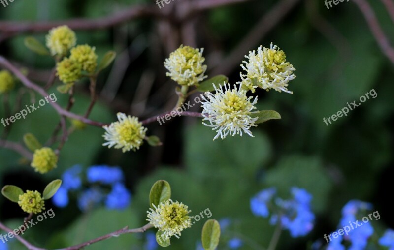 Fothergilla Lampenpoetserstruik Voorjaarsbloeier Shrub Garden