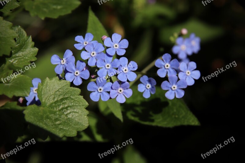 Forget Me Not Flowers Petals Blue Spring