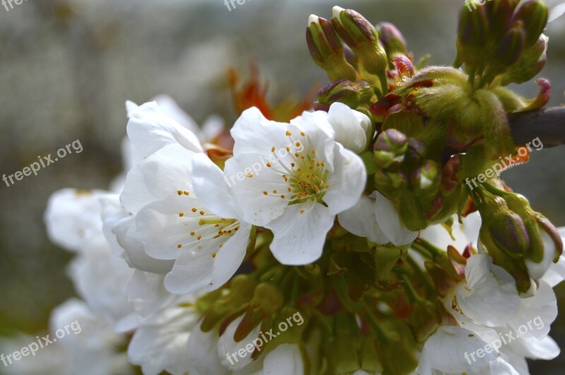 Spring Cherry Cherry Blossom Flower Flowers