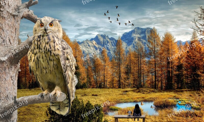 Clouds Owl Tree Duck Animal