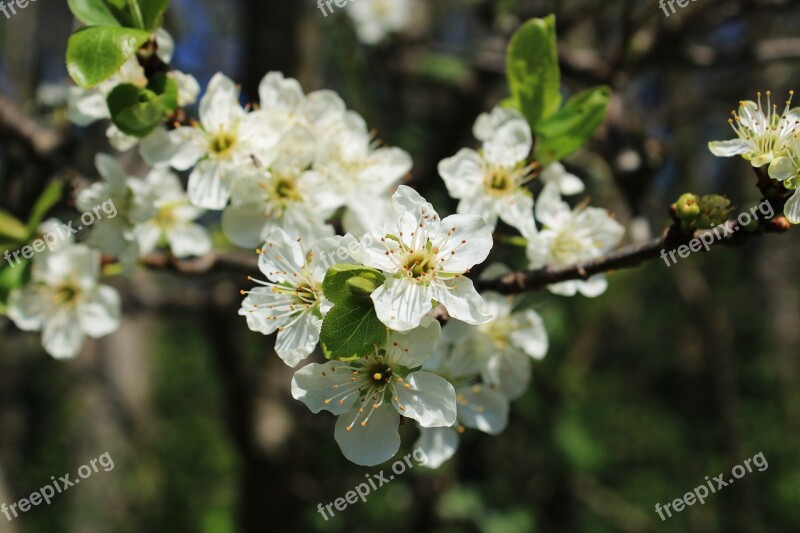 Blossom Plum Blossom Branch Plum Tree Plum