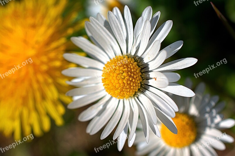 Daisy Petals Plant Yellow Green